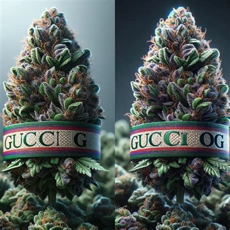 gucci og strains.